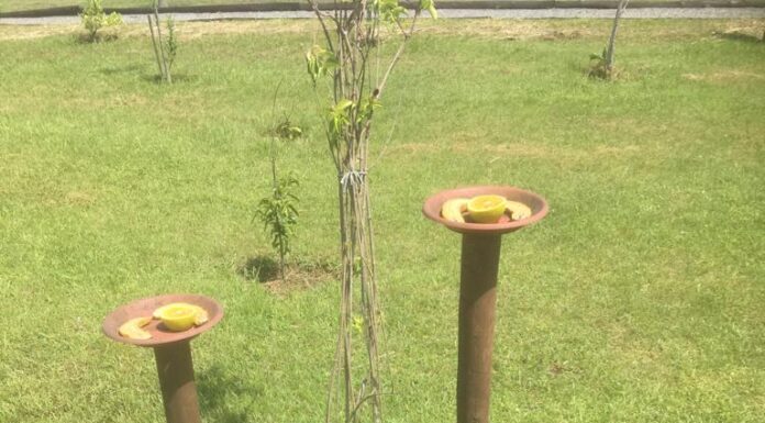 O abacate é proibido para aves?