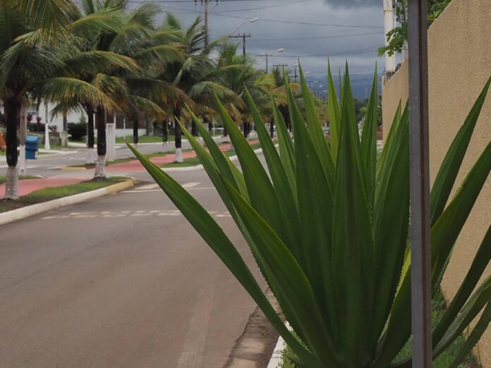 jardim2
