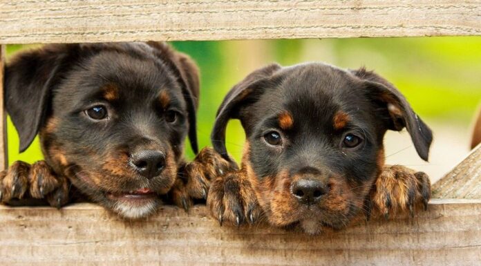 Cuidados que devemos ter com nossos pets nestes dias de calor intenso