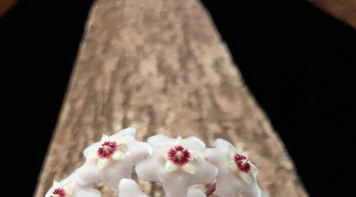 Flores do Belize
