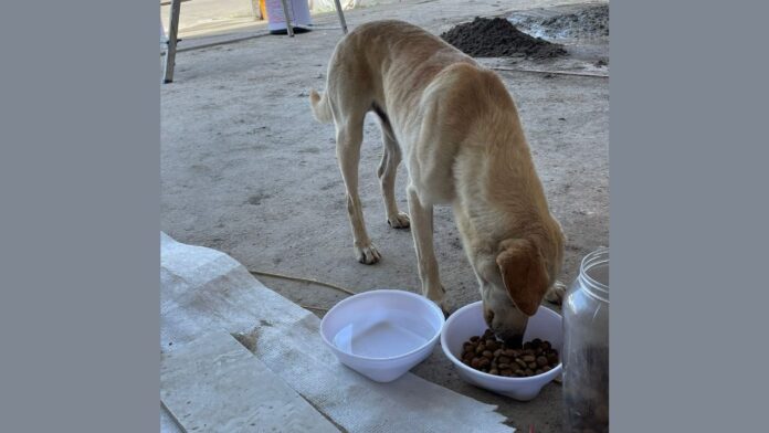 dog