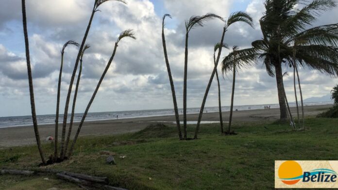 palmeira-frente-belize