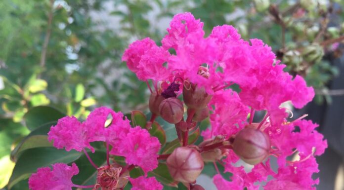“Dia Internacional da Mulher”: Flores do residencial para as mulheres nota 1.000 do Belize