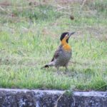 Nossos pets, pássaros e animais silvestres