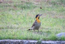 Nossos pets, pássaros e animais silvestres
