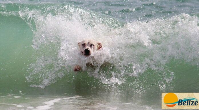 Como refrescar nossos pets em dias de calor?