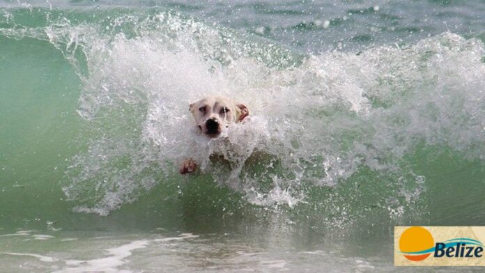 dicadog1